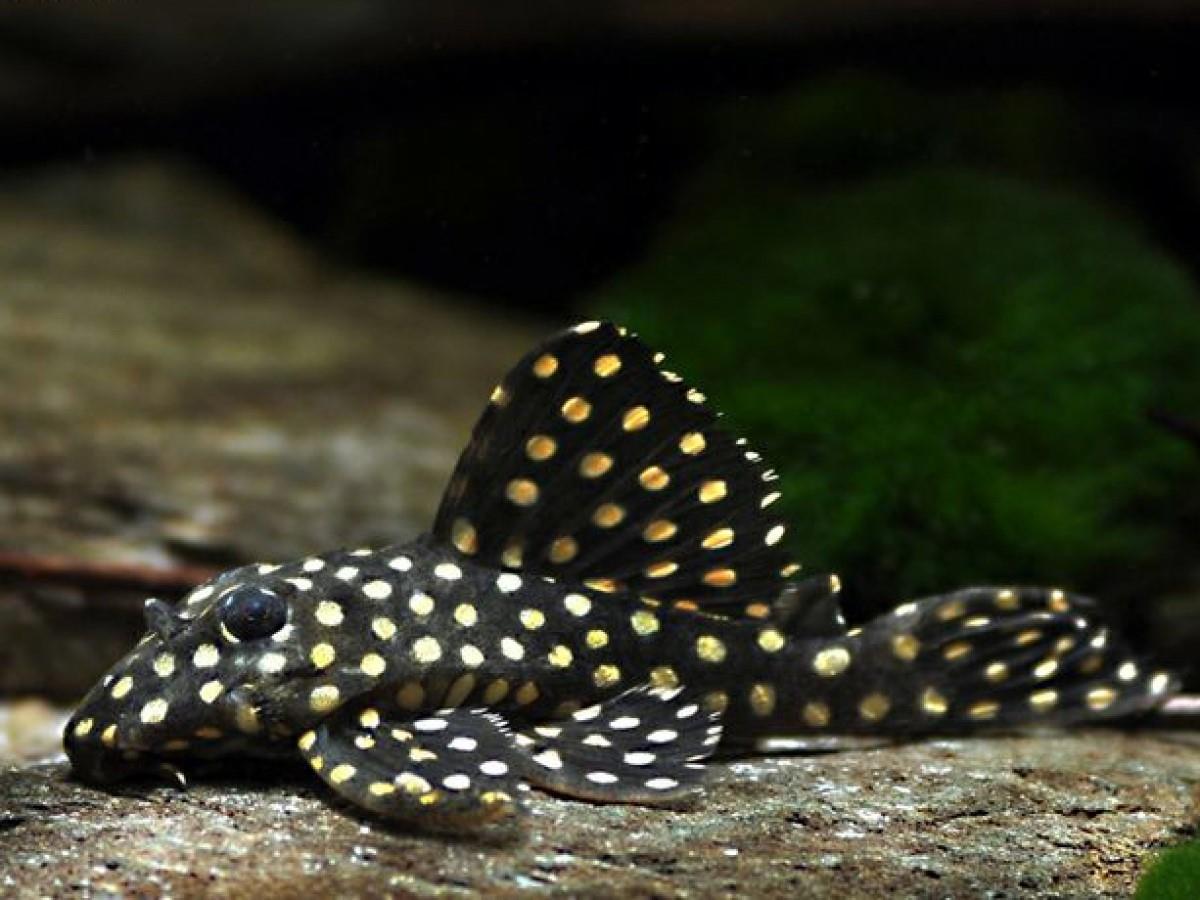 L201 Pleco 1 Erkek 1 Dişi