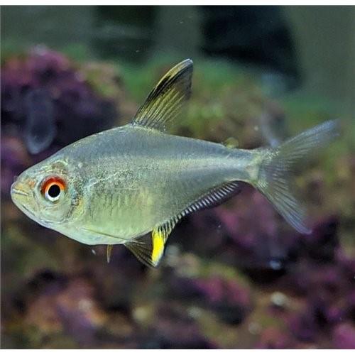 Limon Tetra 3-3,5 Cm