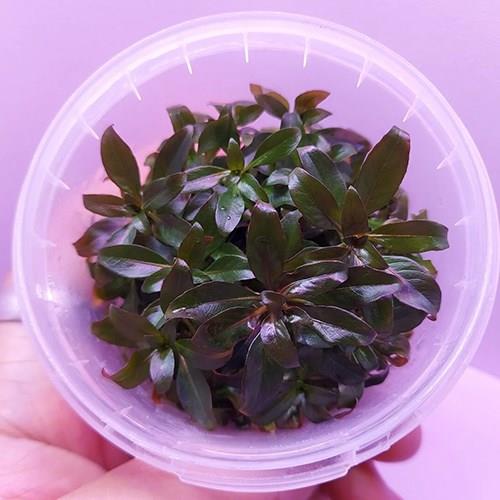 Ludwigia Peruensis In Vitro 140cc Canlı Bitki
