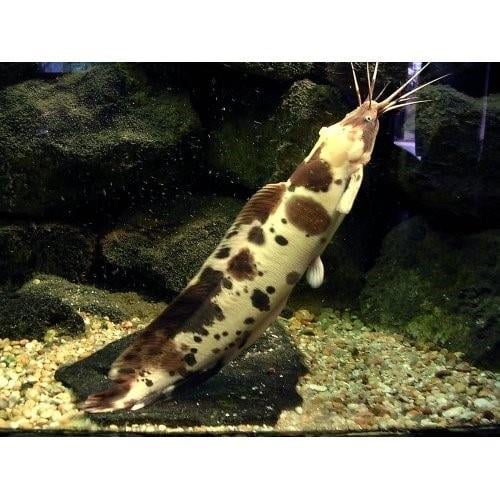 Marble Calaris (kedi Balığı) 8-10 Cm