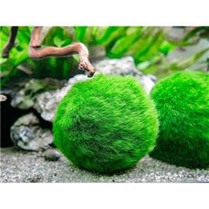 Marimo Moss Ball 2-3Cm Yosun Topu Canlı Bitki
