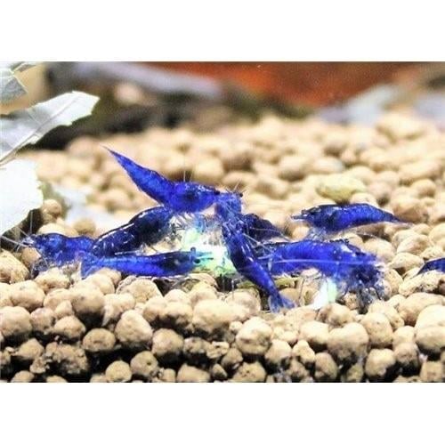 Mavi Melek Karides 10 Adet (0,5-1 Cm) KARGO ÜCRETİ ALICIYA AİT