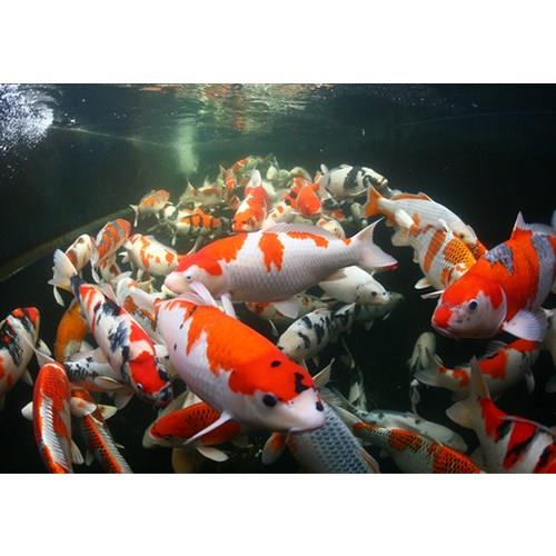 Metalik Parlak Sedef Koi 7-8 Cm