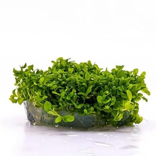 Micronthemum Monte Carlo In Vitro Cup Canlı Bitki
