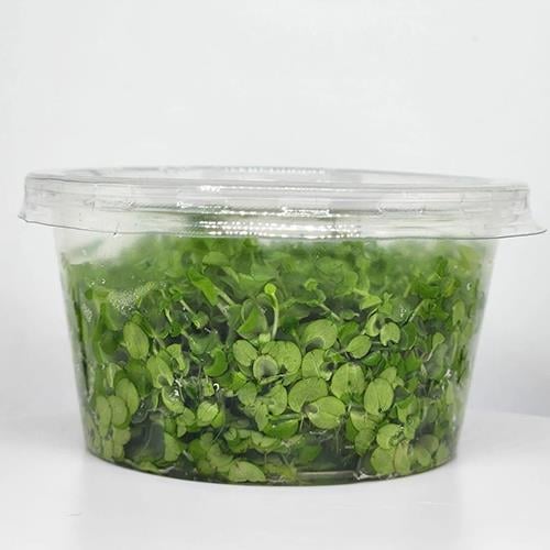 Micronthemum Monte Carlo In Vitro Cup Canlı Bitki