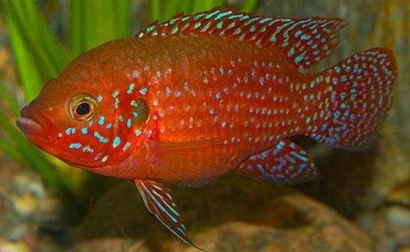 Mücevher Ciklet 5-6 cm