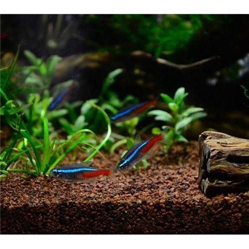Neon Tetra 3 Cm