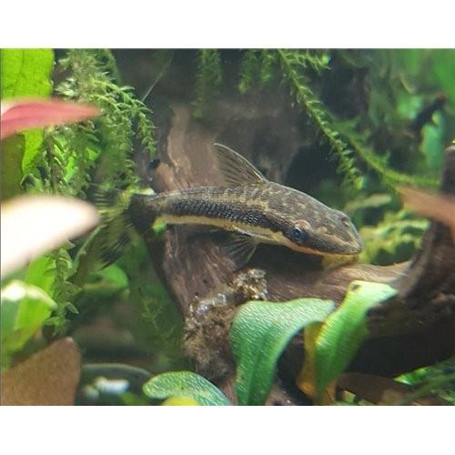 Otocinculus - Akvaryum Yosun Yiyici