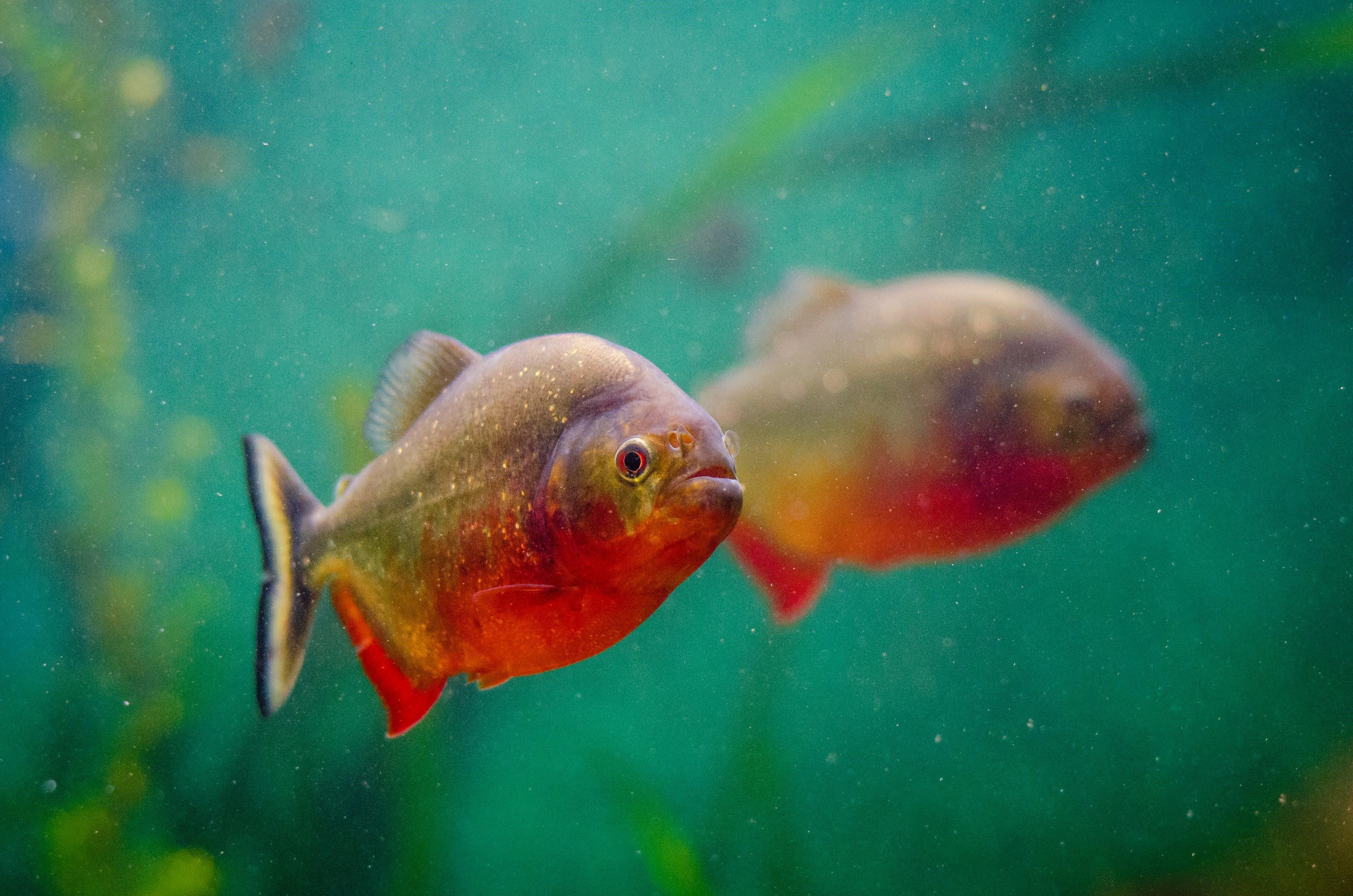 Pacu (Otçul Pirana) 8-9 Cm
