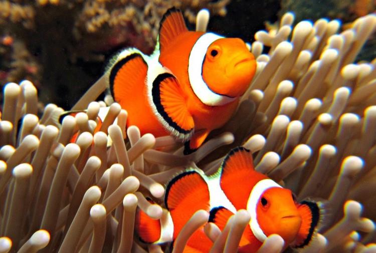 Palyaço Balığı 3 cm