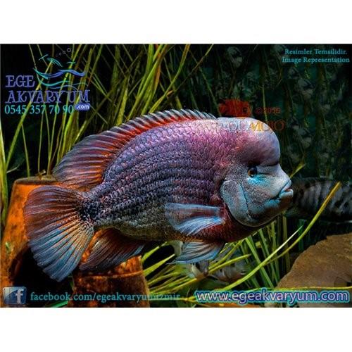 Paratheraps Breidohri 7-8 Cm