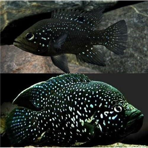 Paratilapia Polleni 4 Cm