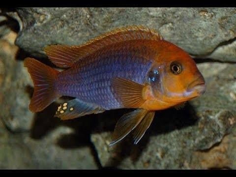 Paslı Ciklet 4-5 Cm