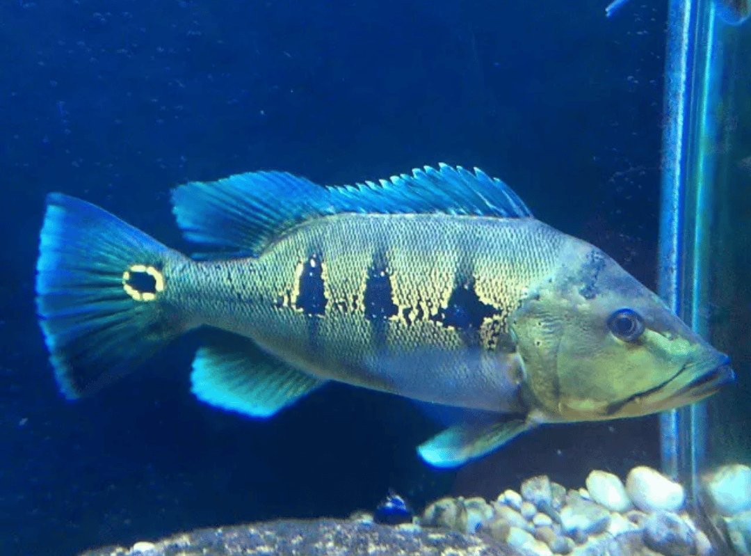 Peacock Bass Blueazul 7 Cm