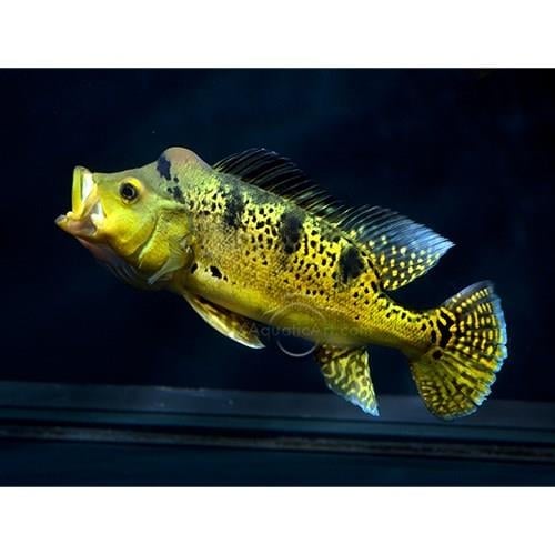 Peacokbass Kelberi 6-7 cm