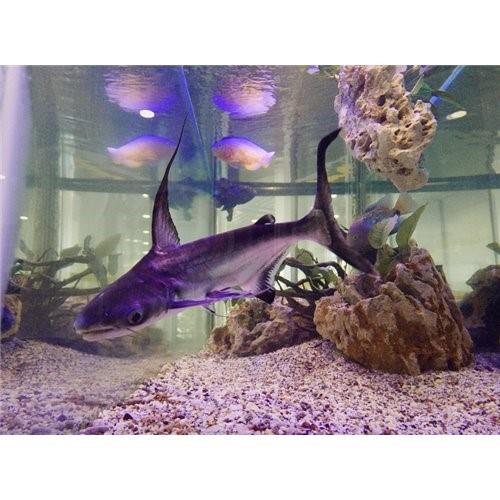 Pengasus Köpek Balığı 4 cm