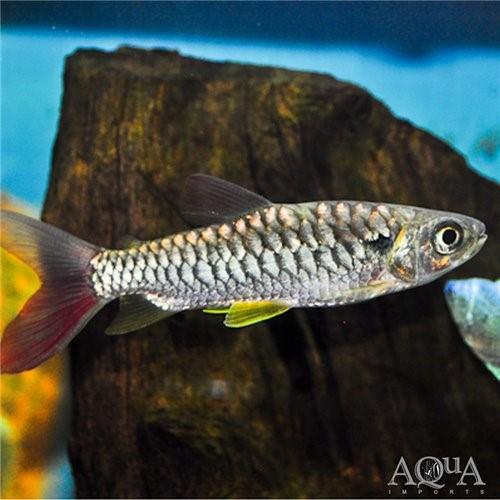 Pink Tail Charcin 6 Cm