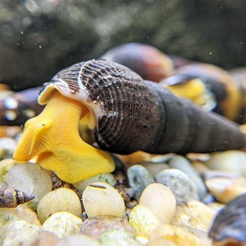 Poso Orange Rabbit Snail (tavşan Salyangoz) 3-4 Cm