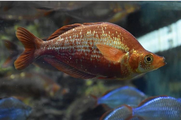 Rainbow İncisus 4-5 cm