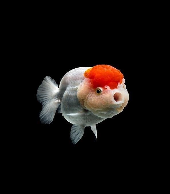 Ranchu Japon 9-10 cm