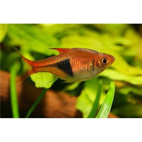 Rasbora 2-3 Cm