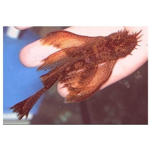 Red Marble Vatoz Tül 5 cm