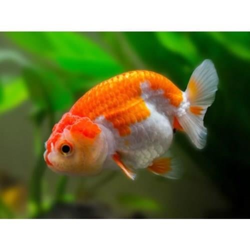 RED WHİTE RANCHU 5 CM