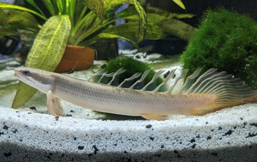 Senegal Bişir 13-15 cm