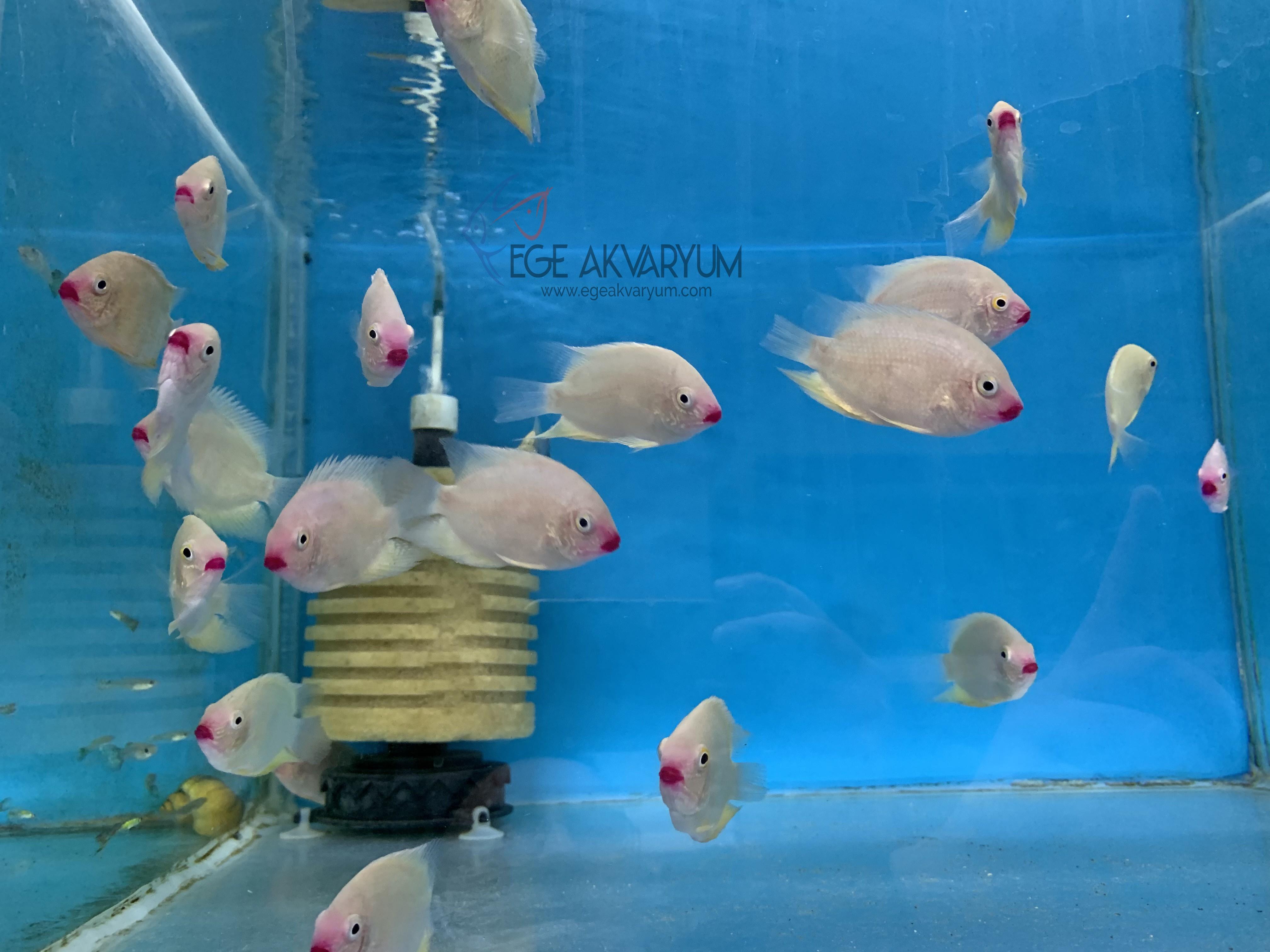 Severyum Gold (Kırmızı Dudak) 7-8 cm