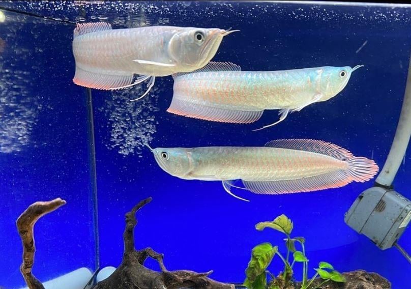 Silver Arowana 14-15 cm