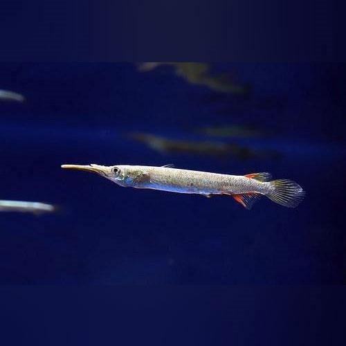 Silver Half Beak ( Cüce Zargana )