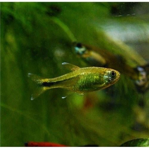 Silvertip Tetra ML