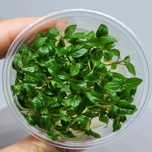 Staurogyne Porto Velho In Vitro Cup Canlı Bitki