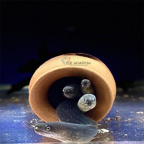 Tatlı Su Müreni 30-35 Cm