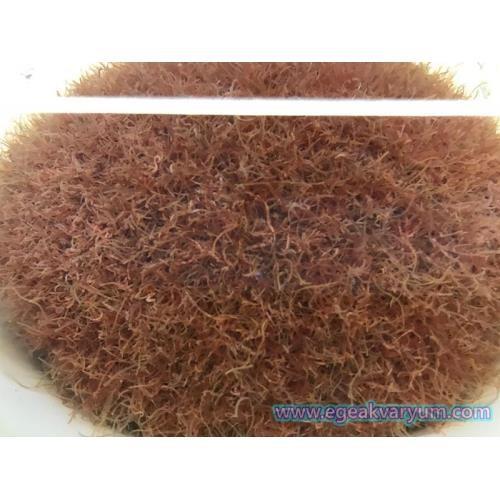 Tubifex Canlı Yem 1 KG