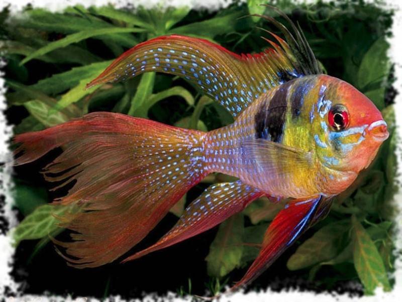 Tül Kuyruk Ramirezi 4-5 cm