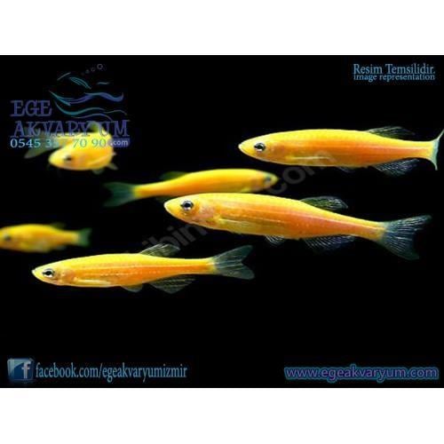 Turuncu Danio Zebra 3 Cm