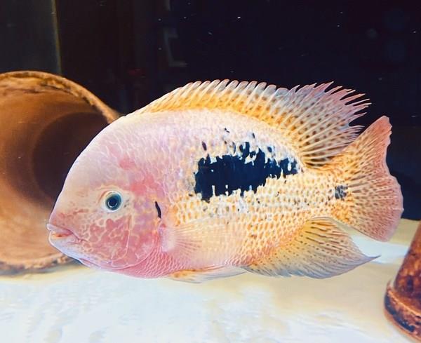 Vieja Bifasciatus - Rio Chacamax 5-7 Cm