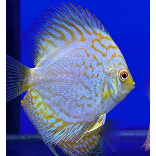 Yellow Panda Discus 9 cm