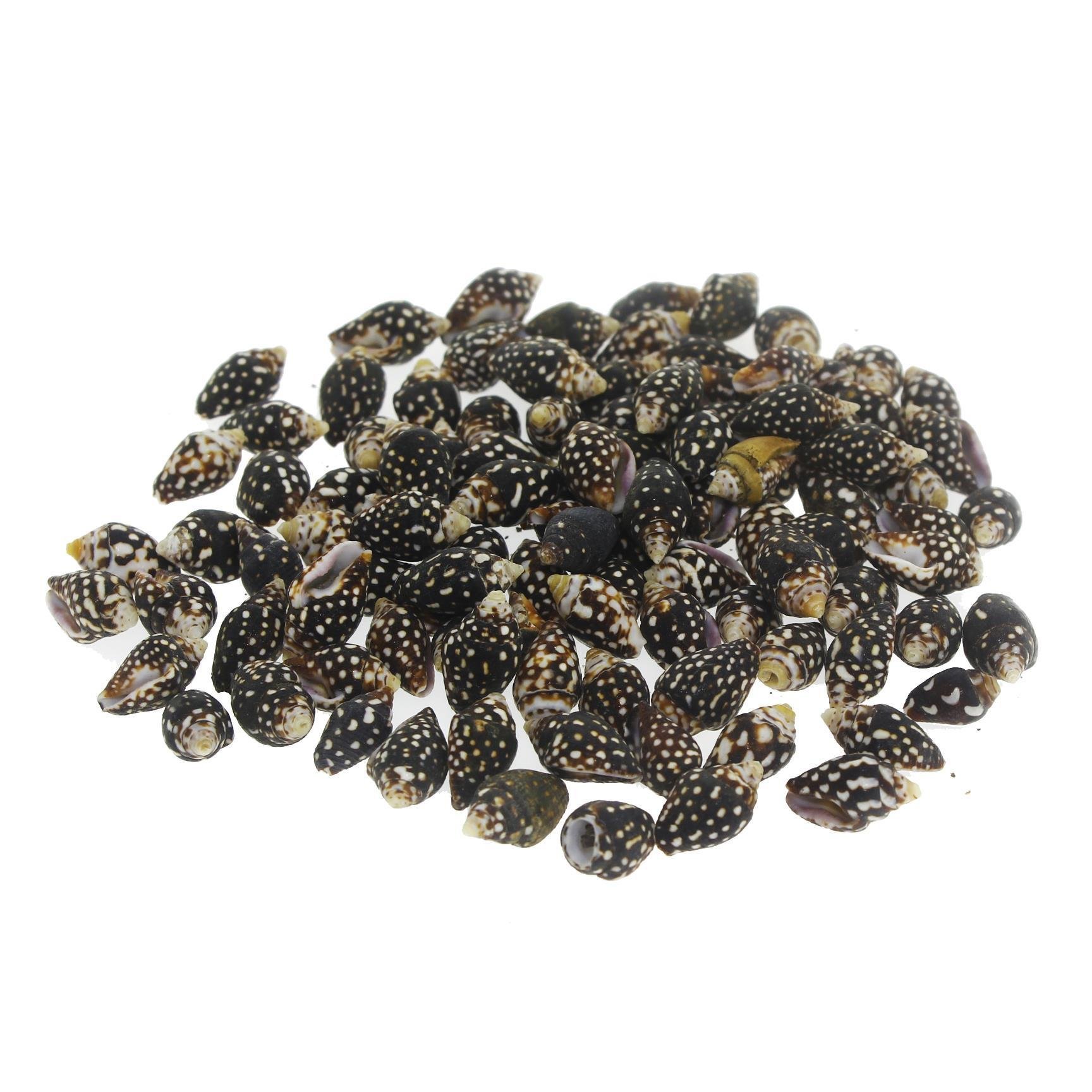 100 Adet 77gr. Nassa Collembella Siyah Noktalı Benekli Deniz Kabuğu