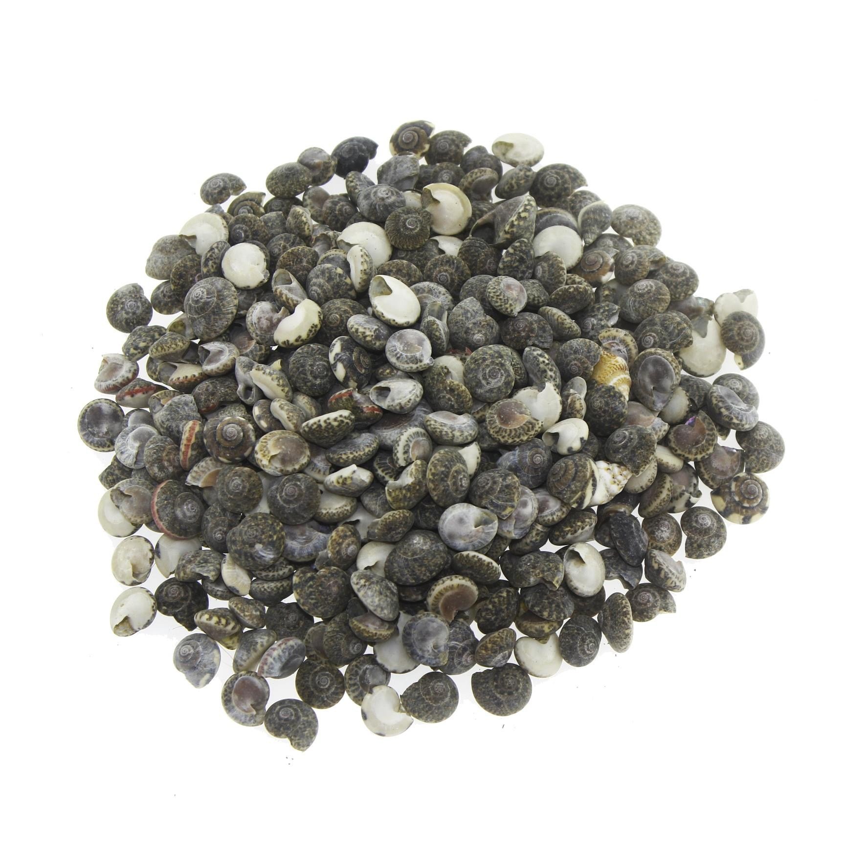 100gr. Umbinium Doğal Deniz Kabuğu