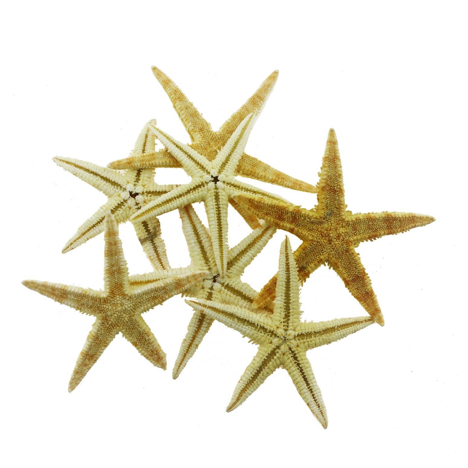 12 Adet 5,5-6cm Doğal Deniz Yıldızı