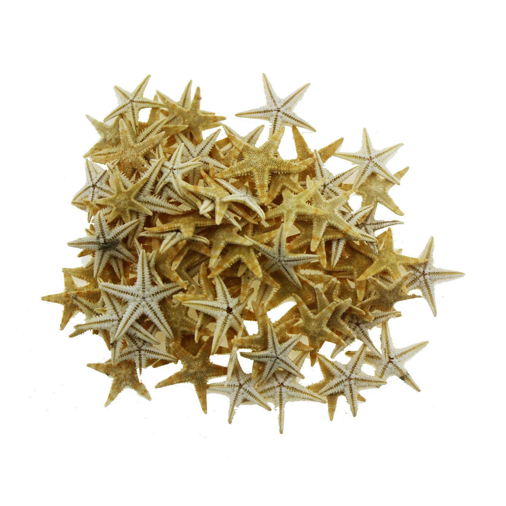 50 Adet 1-1,5cm Doğal Deniz Yıldızı