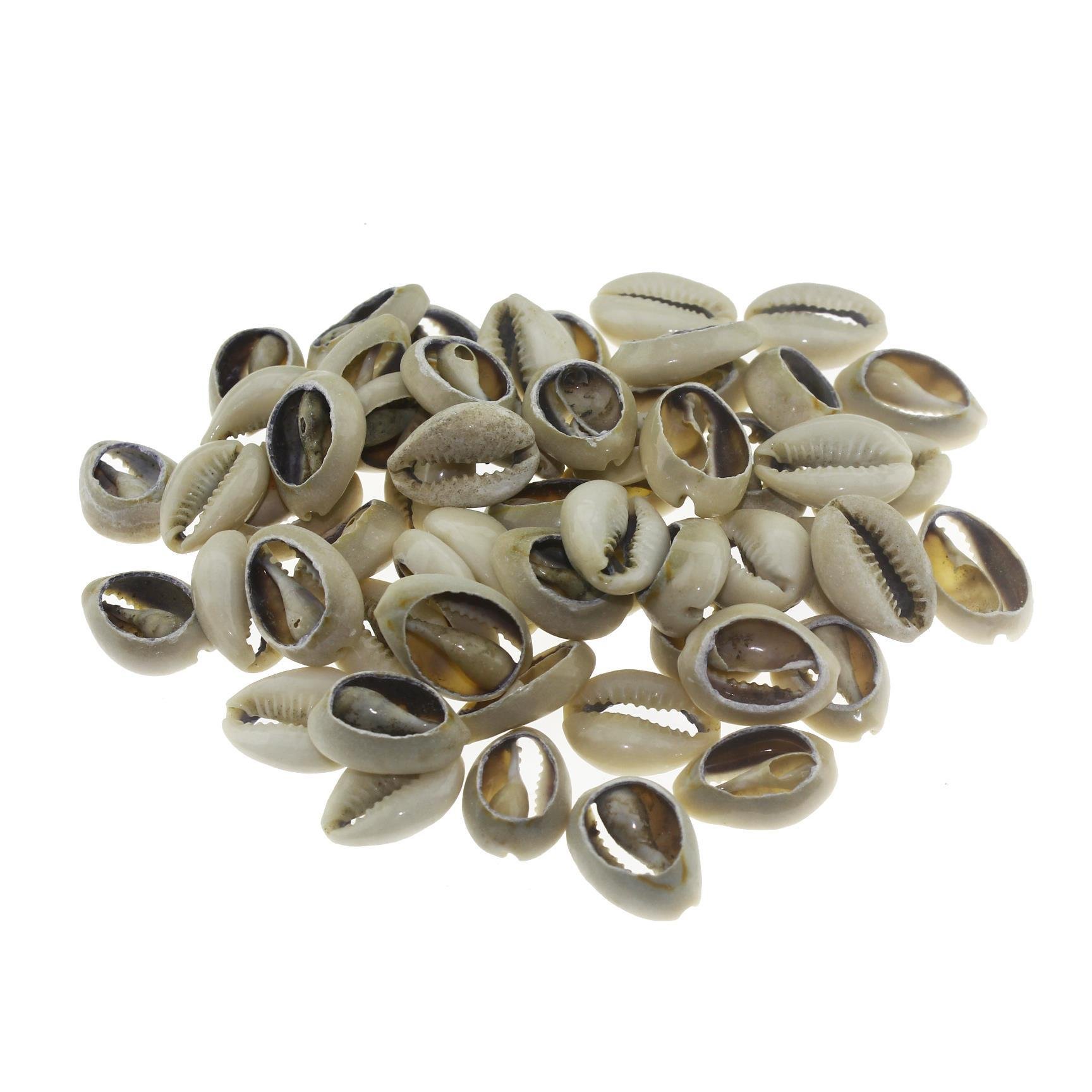 50 Adet Kesik Deniz Kabuğu Annulus Doğal Renk