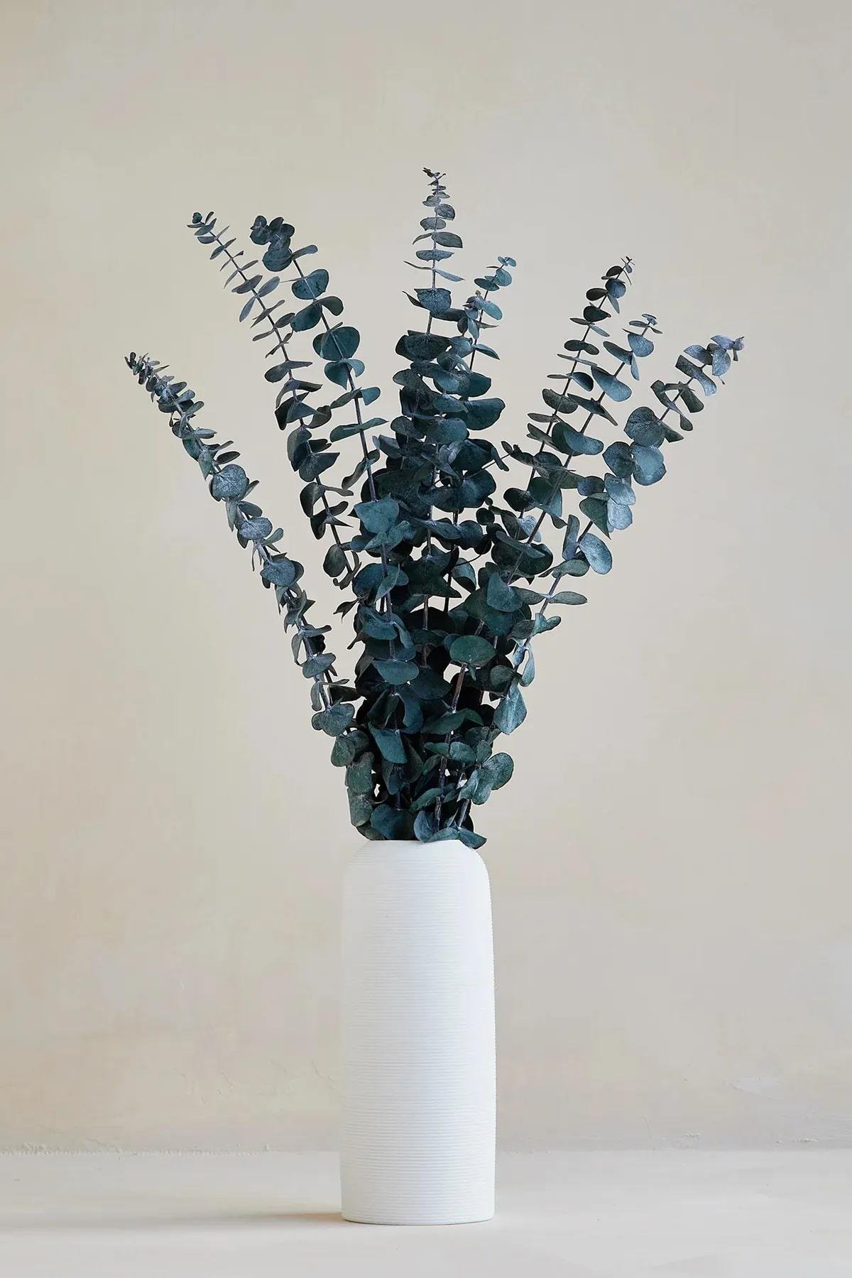 ŞOKLANMIŞ OCALİPTUS DEMET