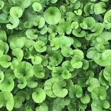 Dichondra (Fare Kulağı) Çim Tohumu