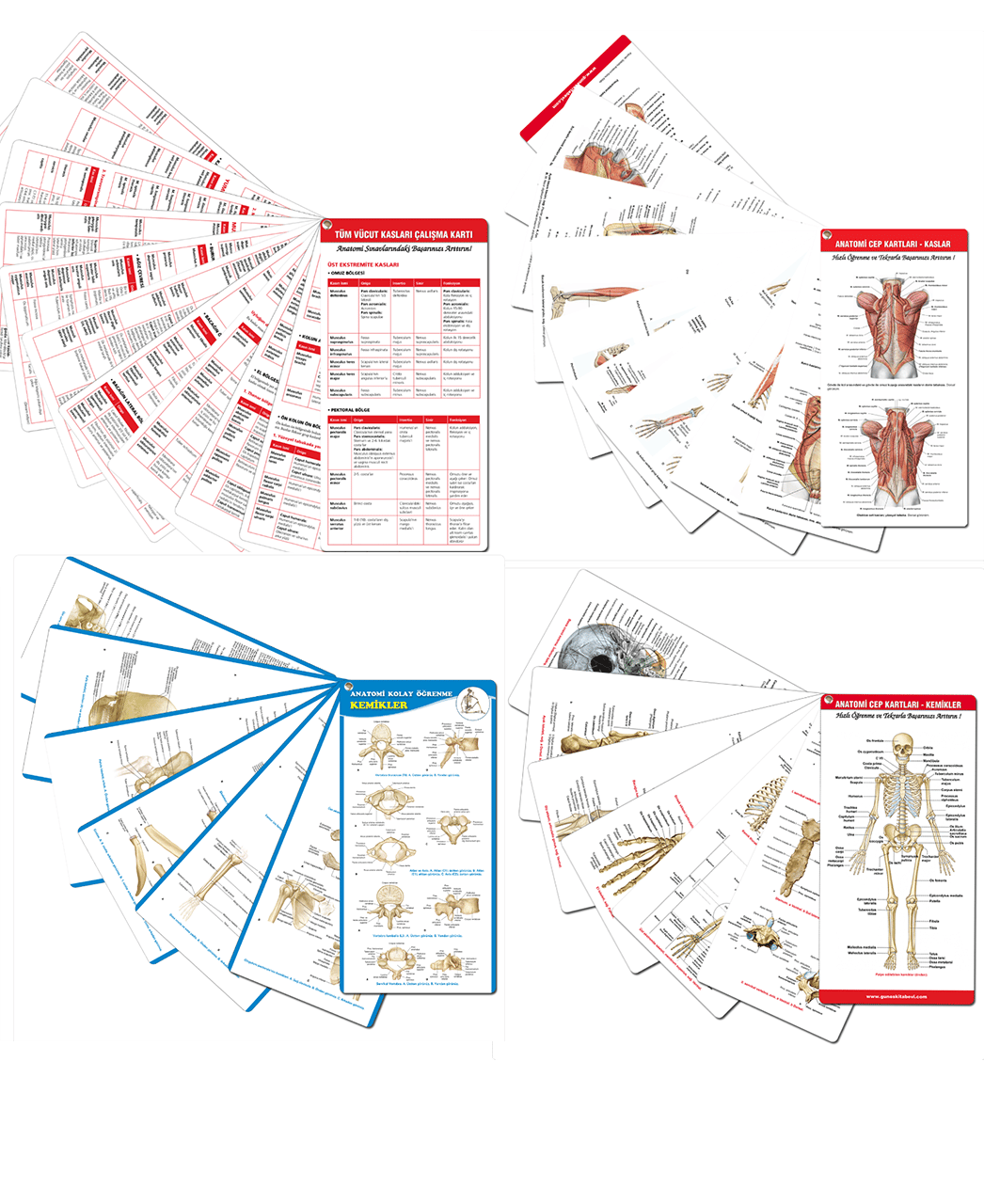 55. Yıl - Muhteşem Anatomi Cep Kartları Seti