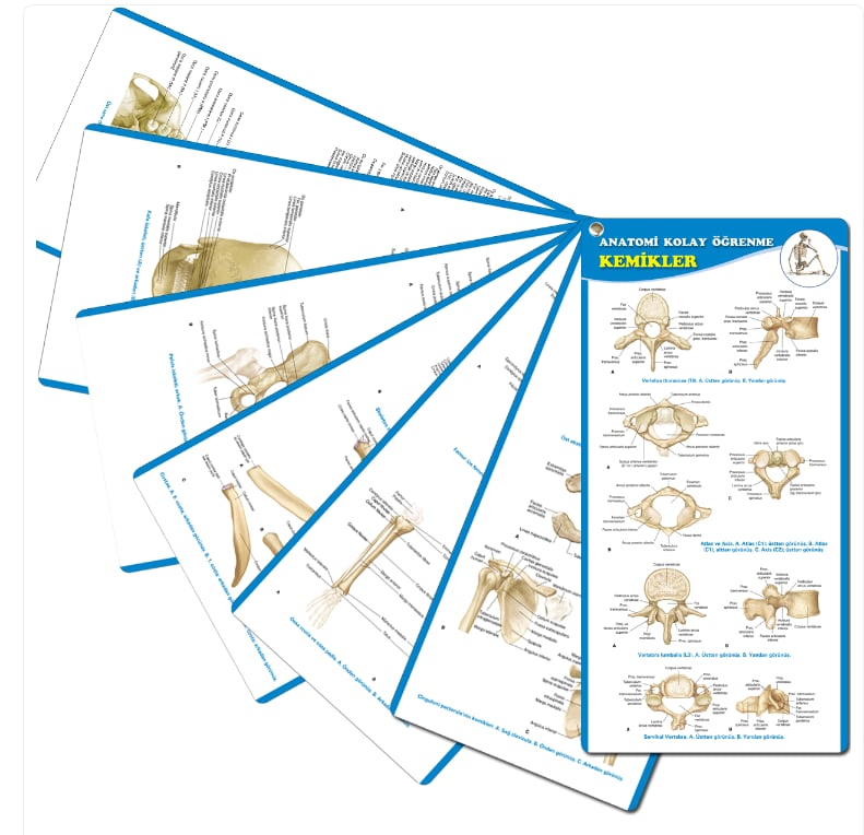 Anatomi Kolay Öğrenme – Kemikler Cep Kartı