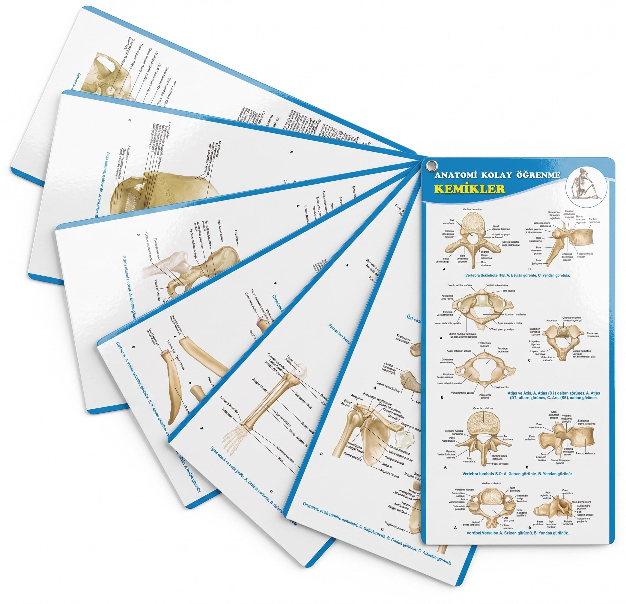Anatomi Kolay Öğrenme – Kemikler Cep Kartı