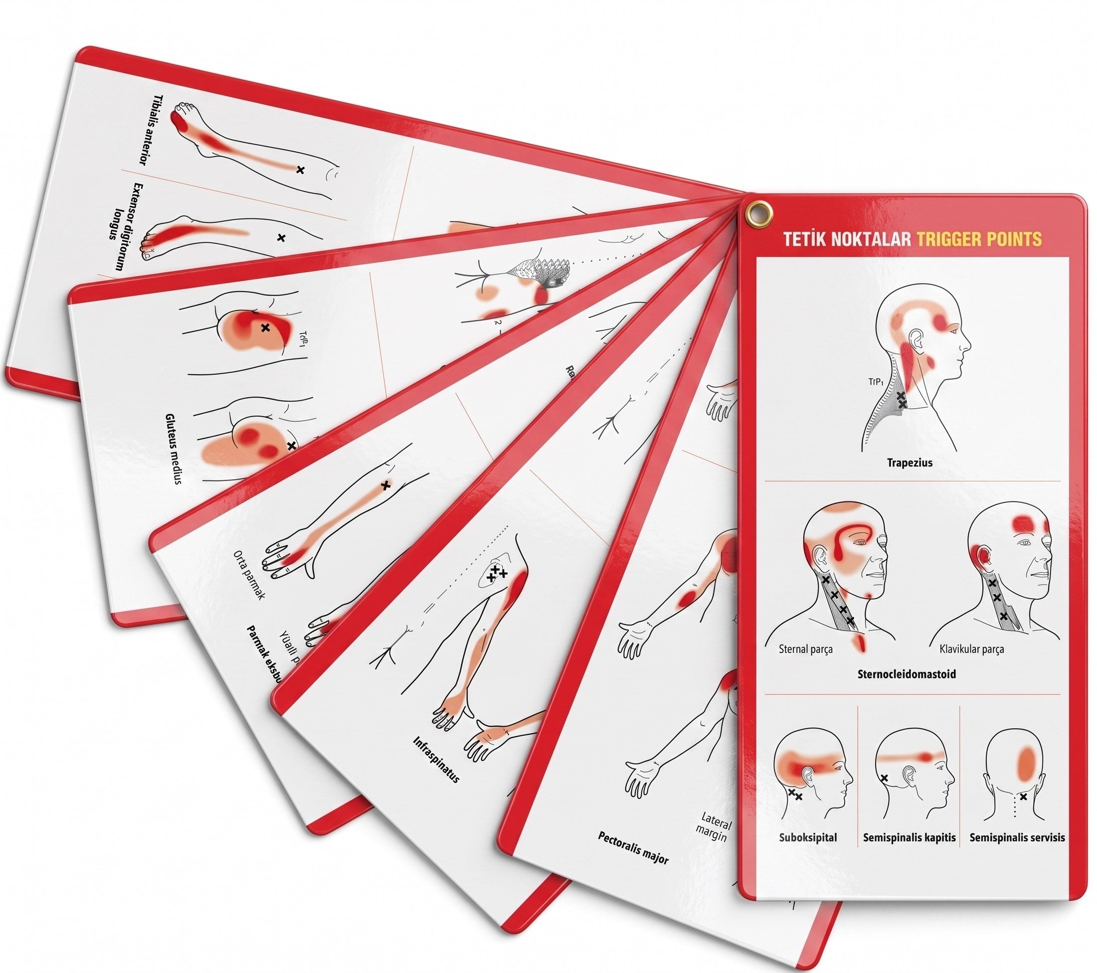 Tetik Noktalar Trigger Points